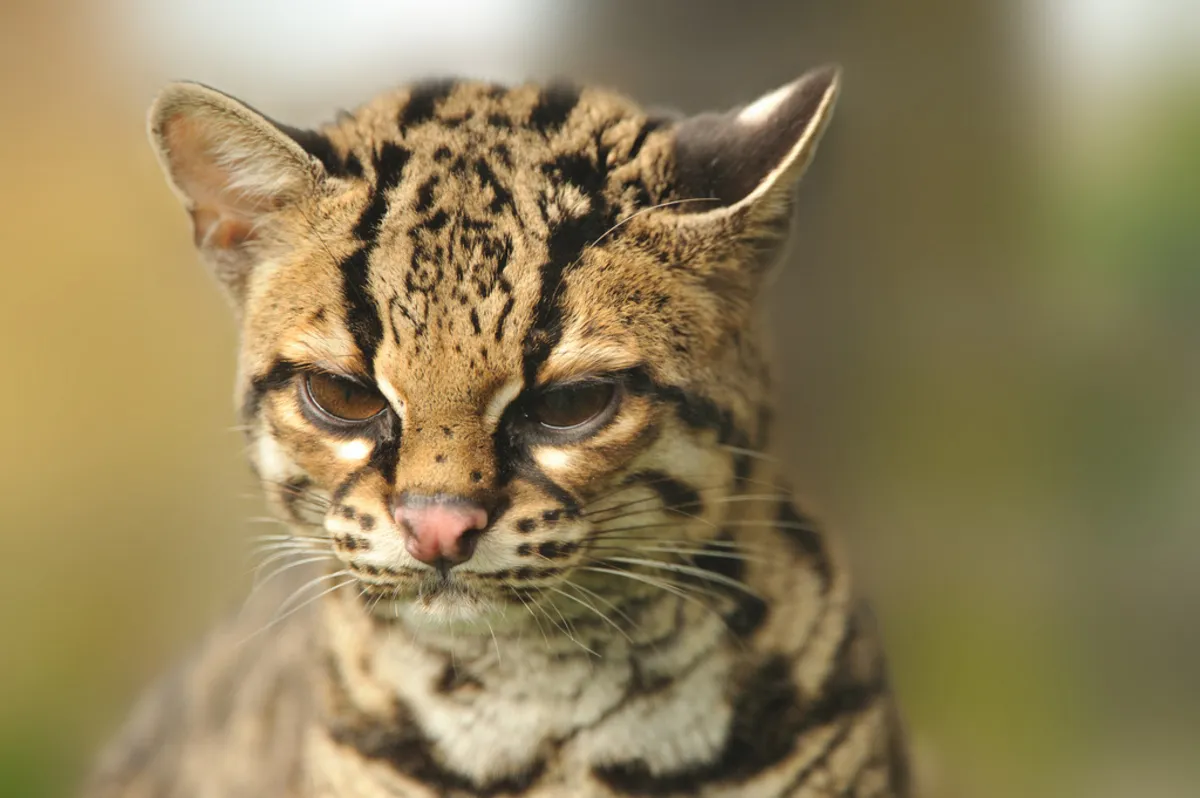 Margay en el dosel forestal