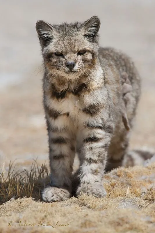 Gato andino en su hábitat rocoso