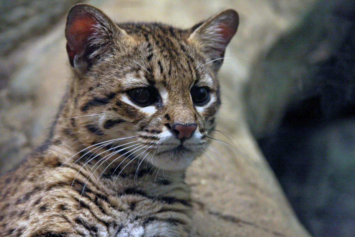 Gato montés