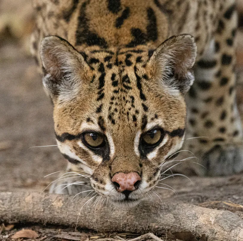 Ocelote en la selva