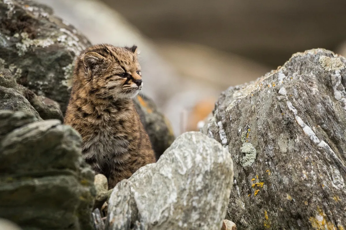 Gato huiña en el bosque