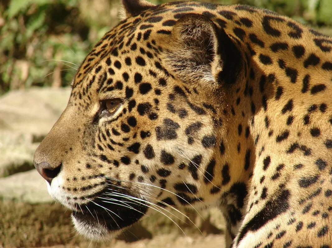 Yaguareté en la selva
