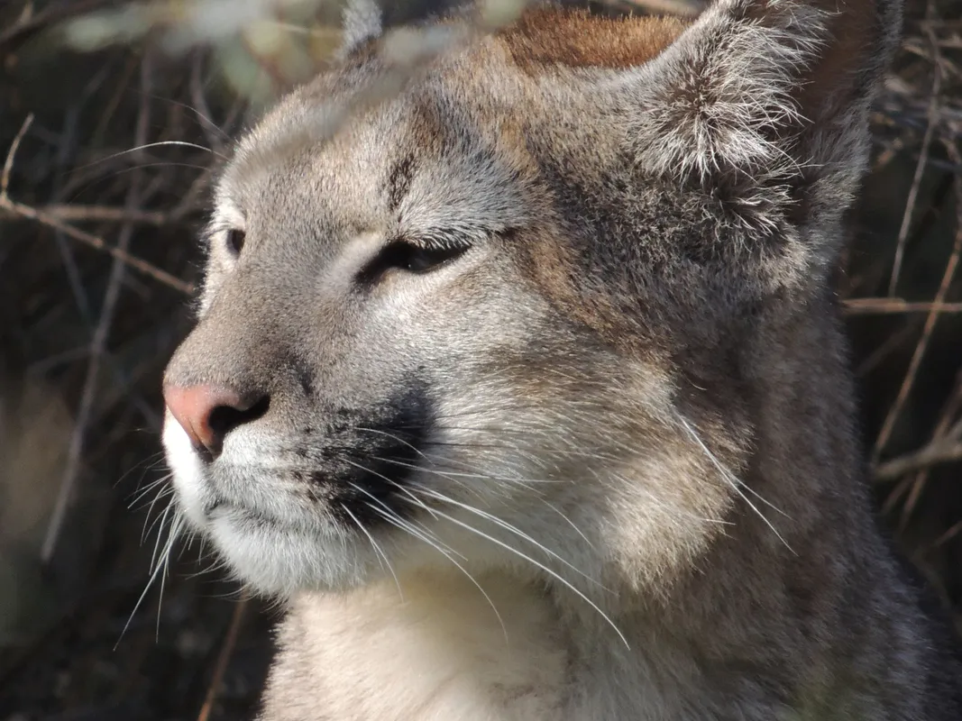 Puma en su hábitat natural
