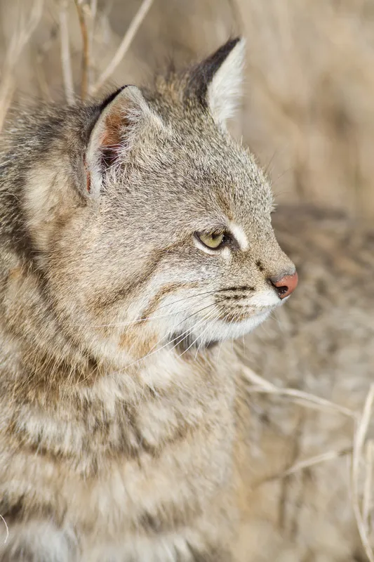 Gato del pajonal en su hábitat