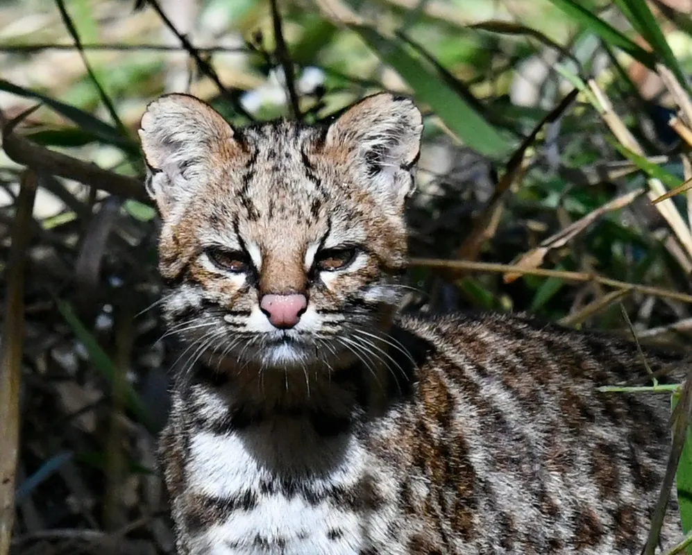 Tirica en la selva