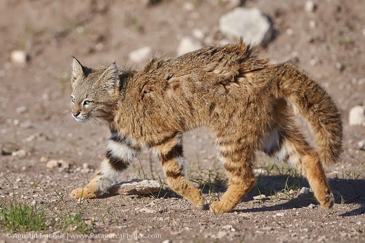 Gato del pajonal de perfil