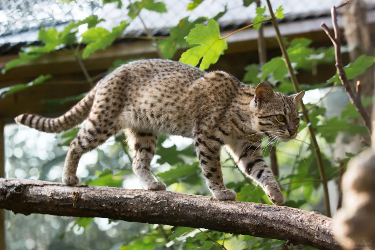 Gato montés