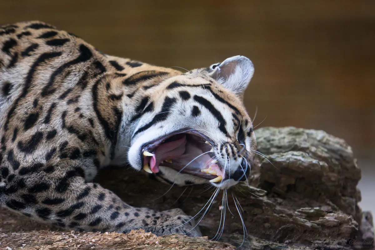 Ocelote caminando