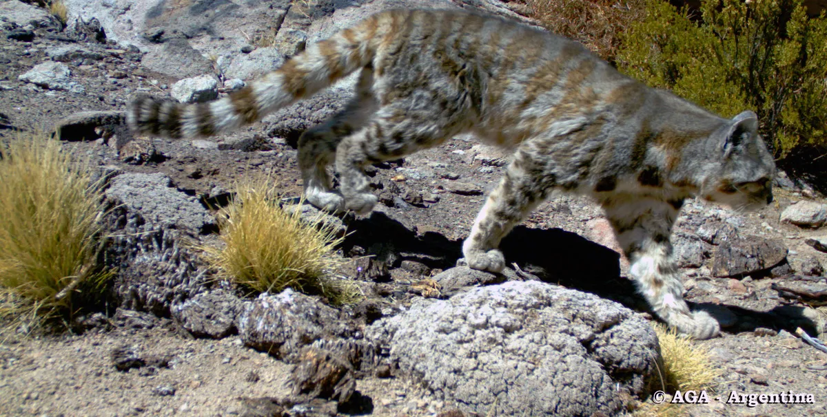 Gato andino fotografiado por cámara trampa