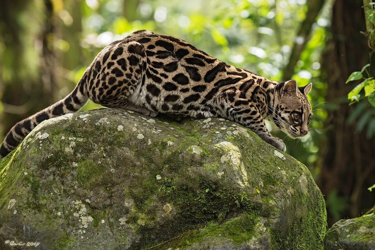 Margay observando desde las ramas