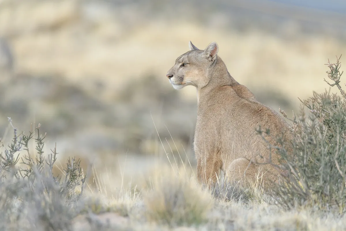 Puma observando desde las rocas