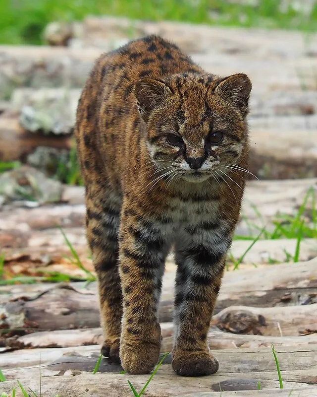 Gato huiña en ambiente de bosque