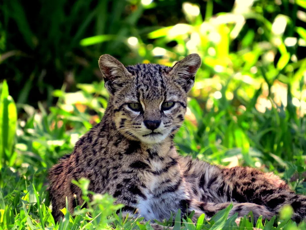 Gato montés
