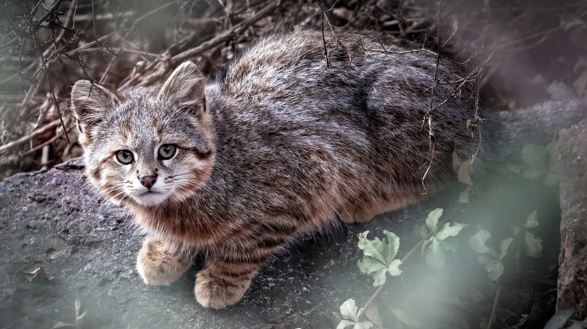 Gato del pajonal en la estepa