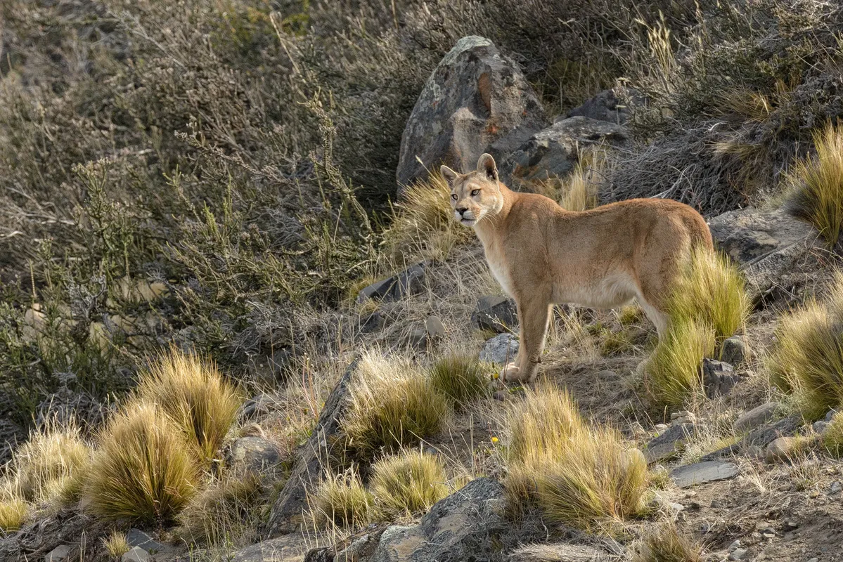Puma en la estepa
