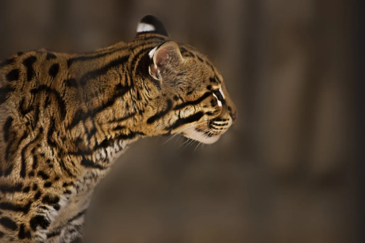 Ocelote en el bosque chaqueño
