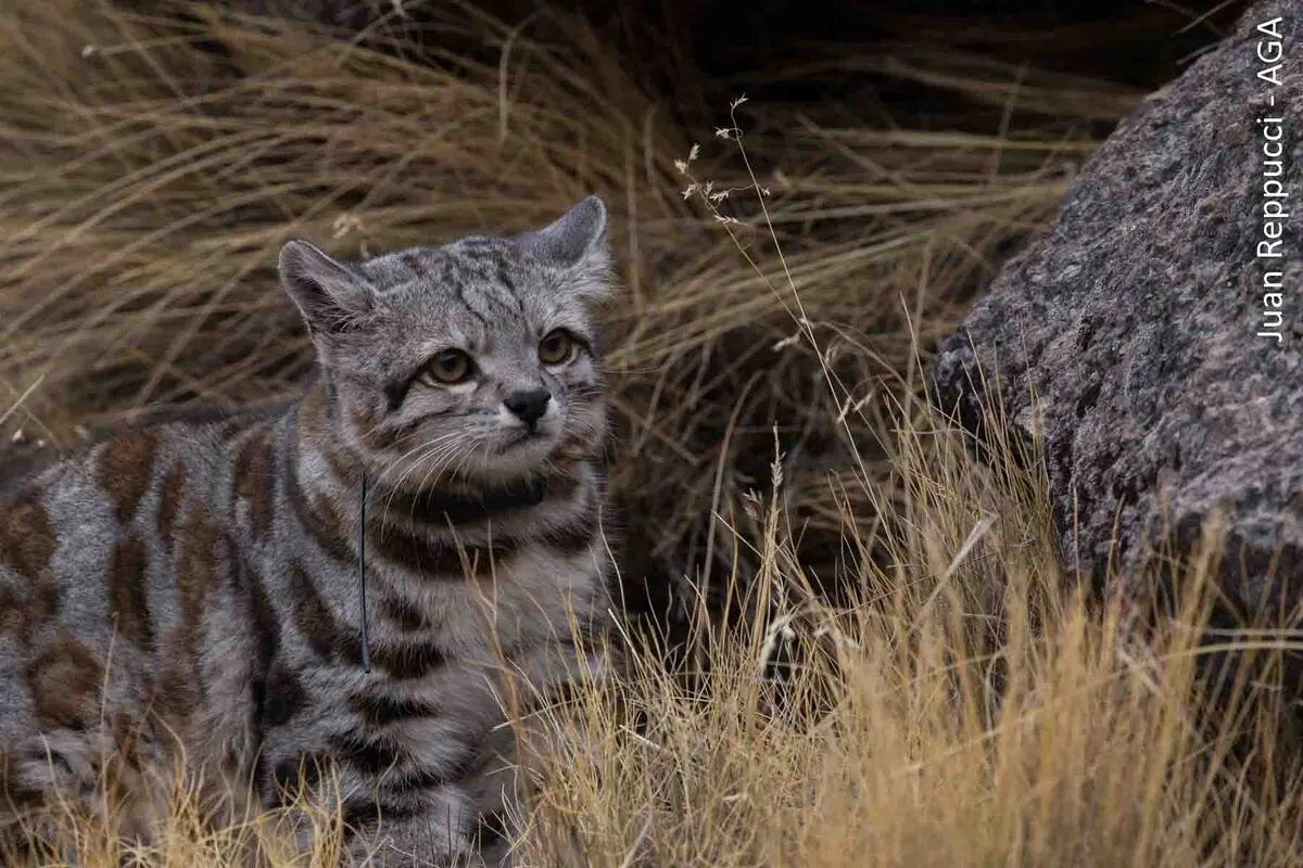 Gato andino entre las rocas