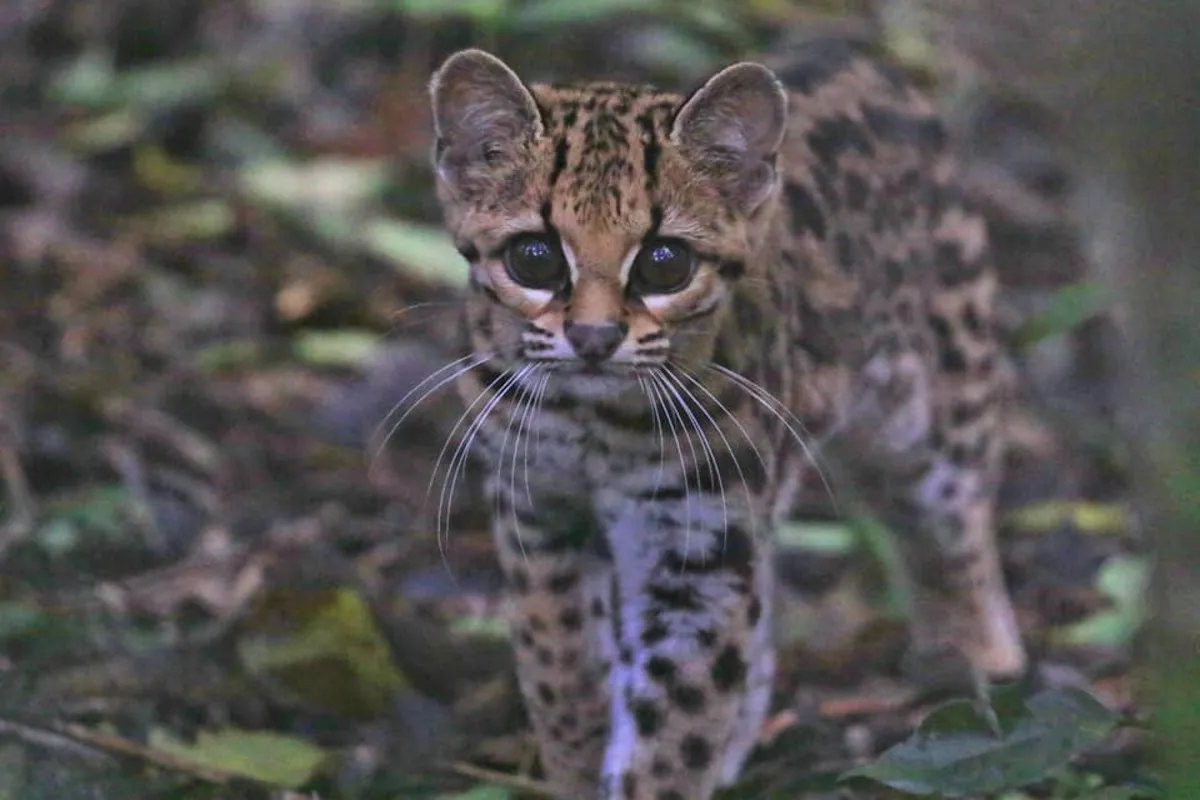 Margay en la selva