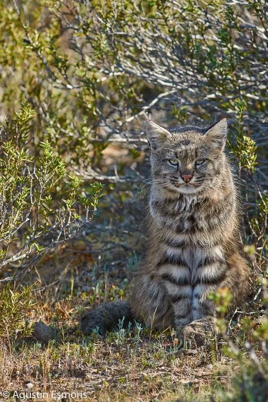 Gato del pajonal caminando