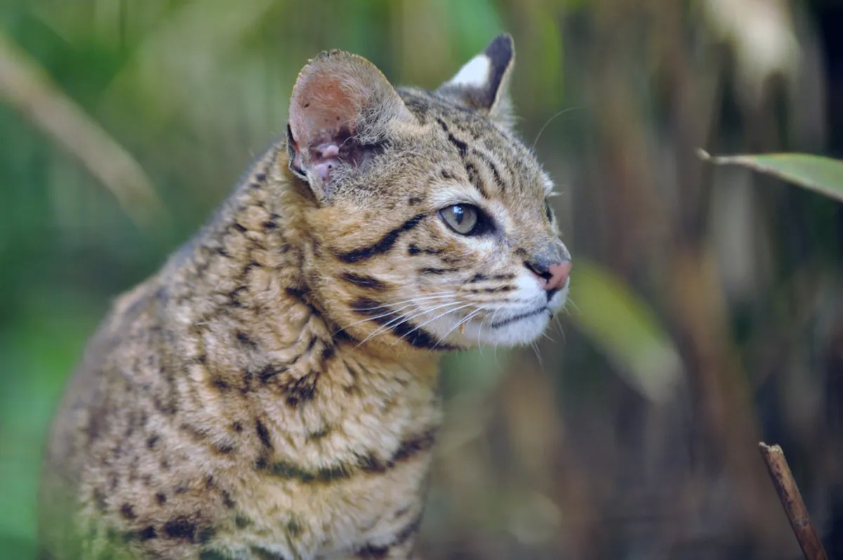 Gato montés