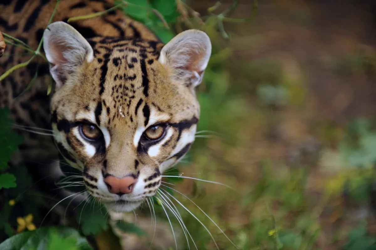 Ocelote entre la vegetación