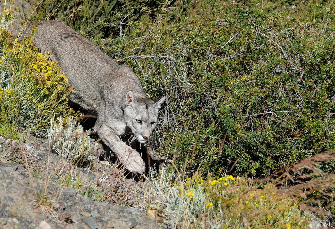 Puma caminando