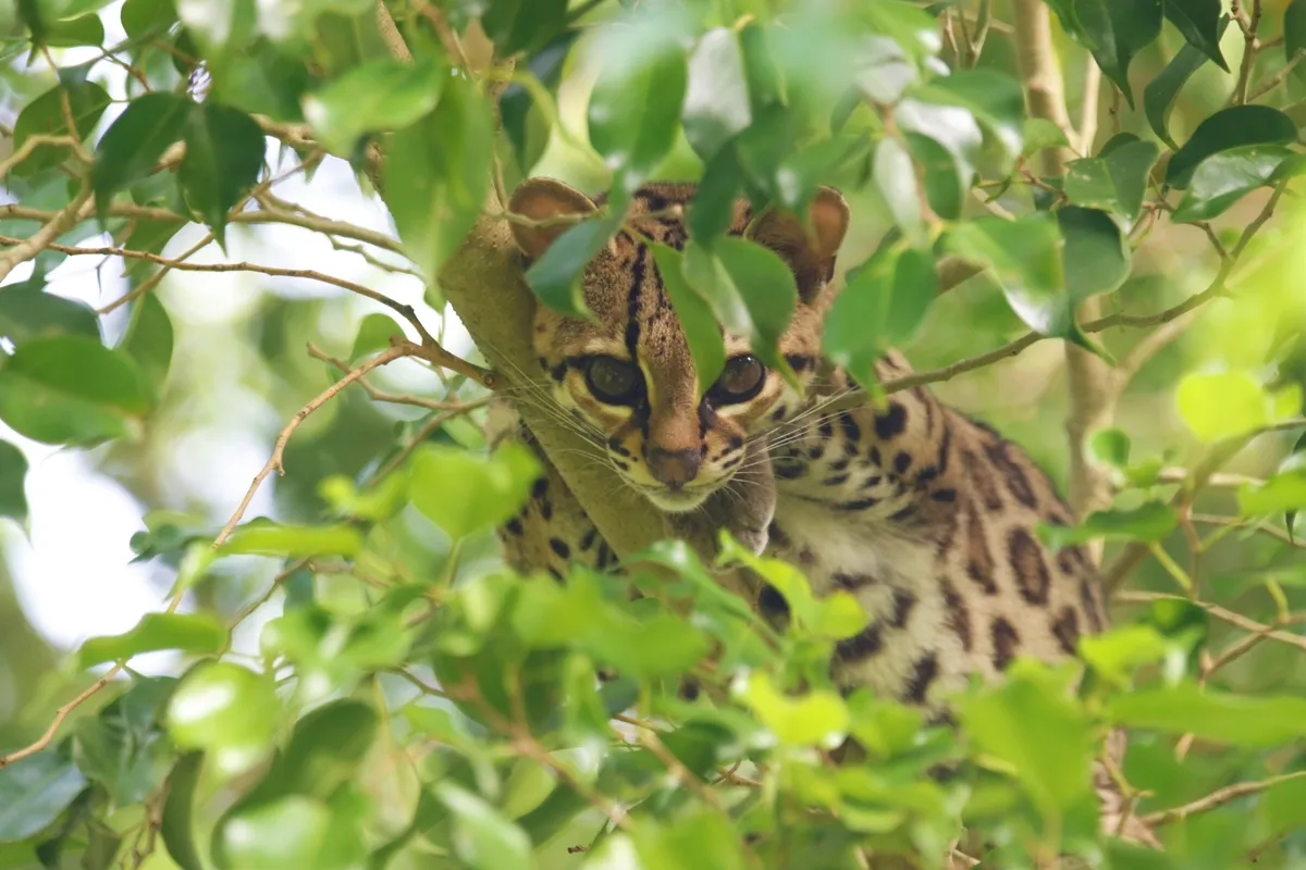 Margay en su entorno arbolado