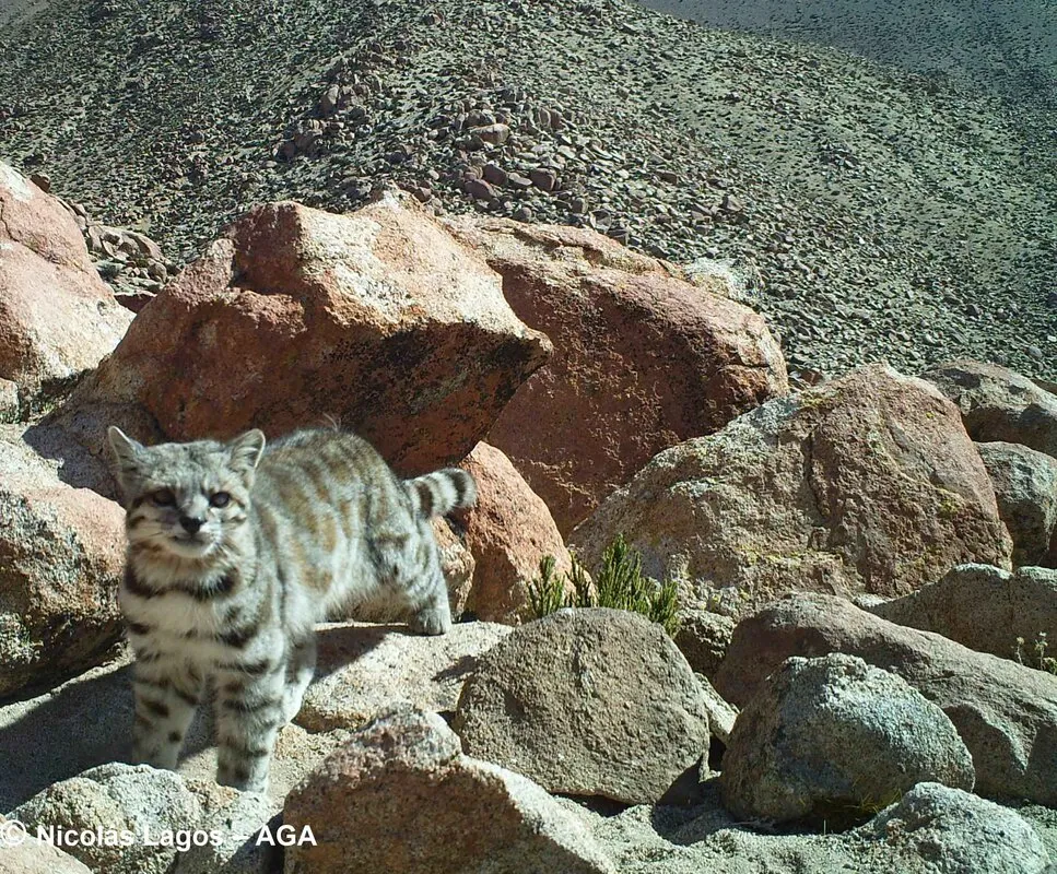 Gato andino en la puna