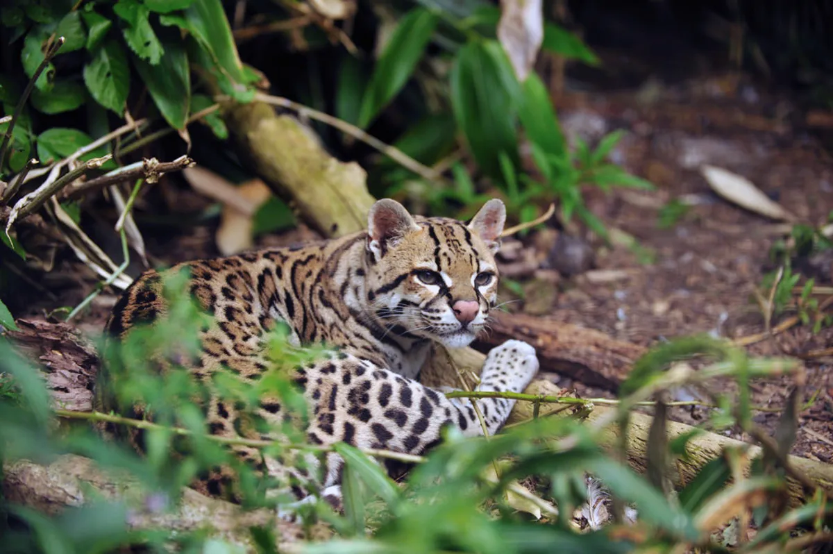 Ocelote descansando
