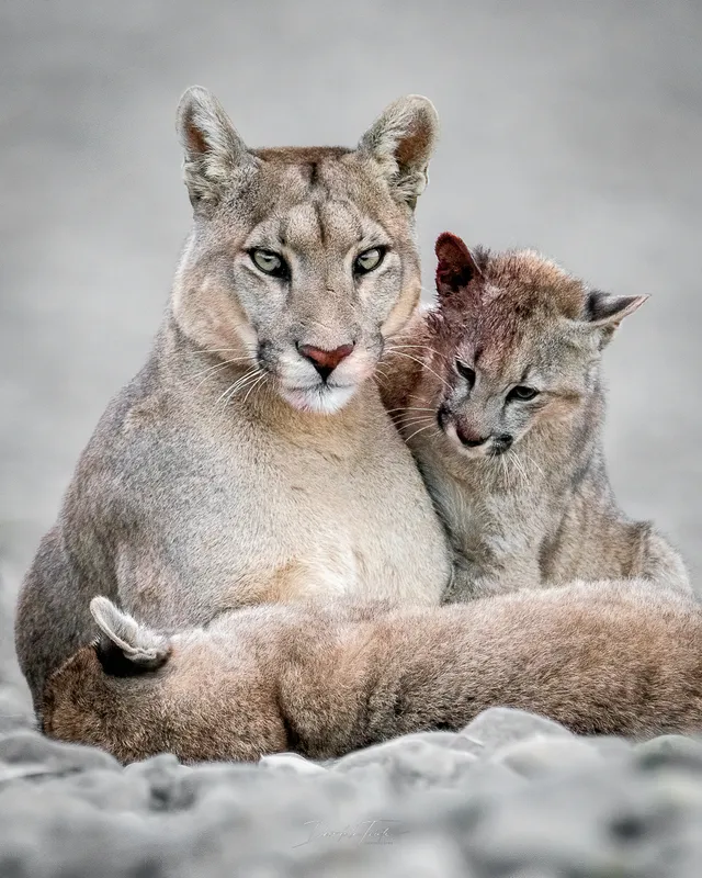 Puma en ambiente patagónico