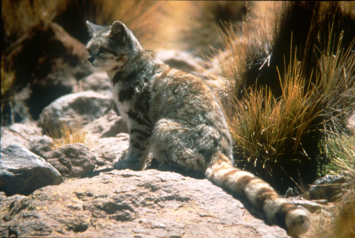 Gato andino en ambiente de alta montaña