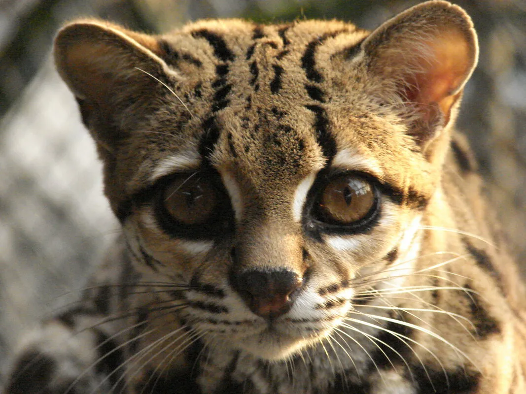Margay fotografiado de noche