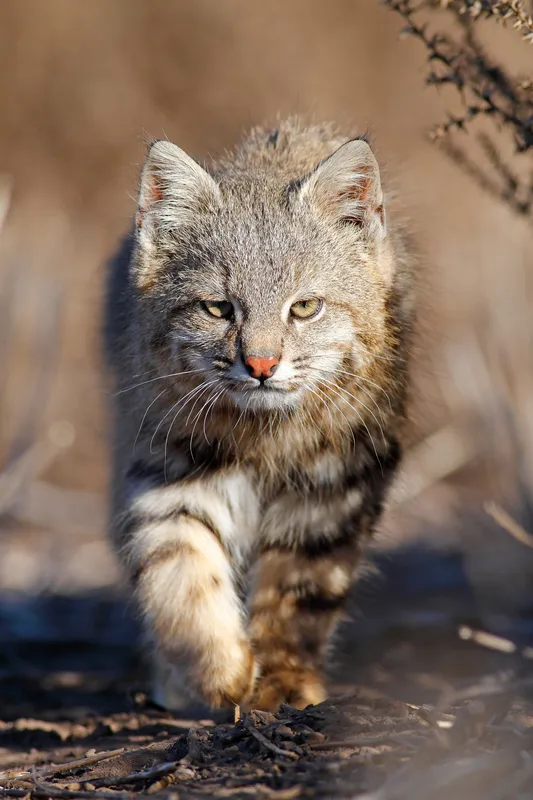 Gato del pajonal en primer plano