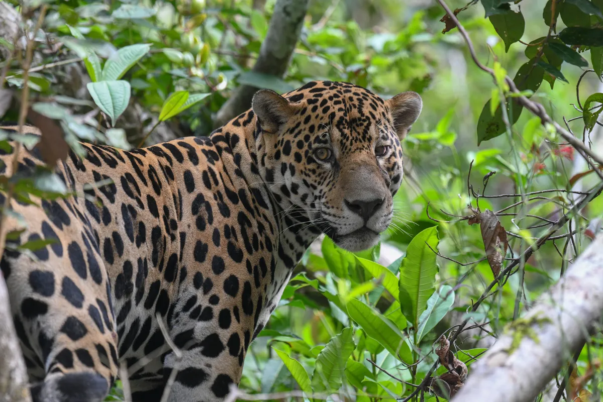 Yaguareté en el borde del agua