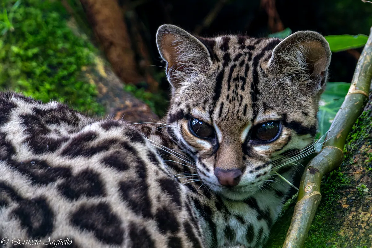 Margay entre la vegetación