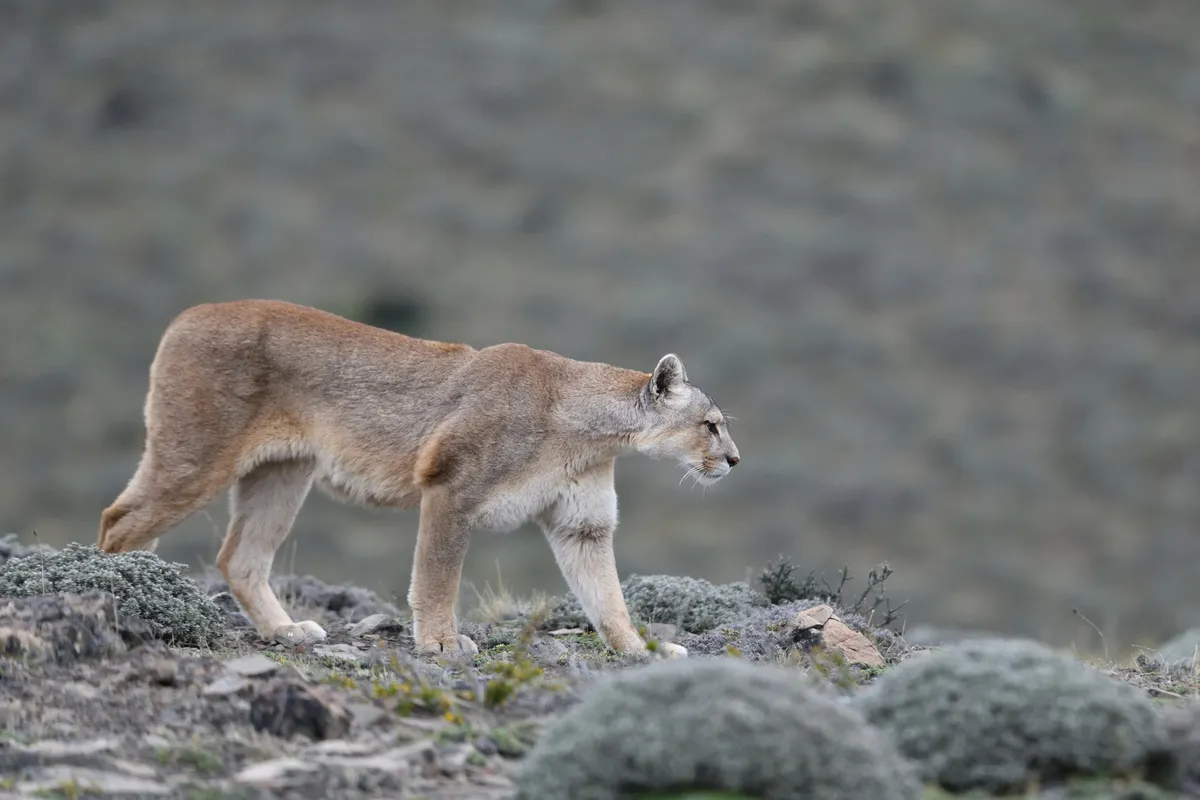 Puma descansando