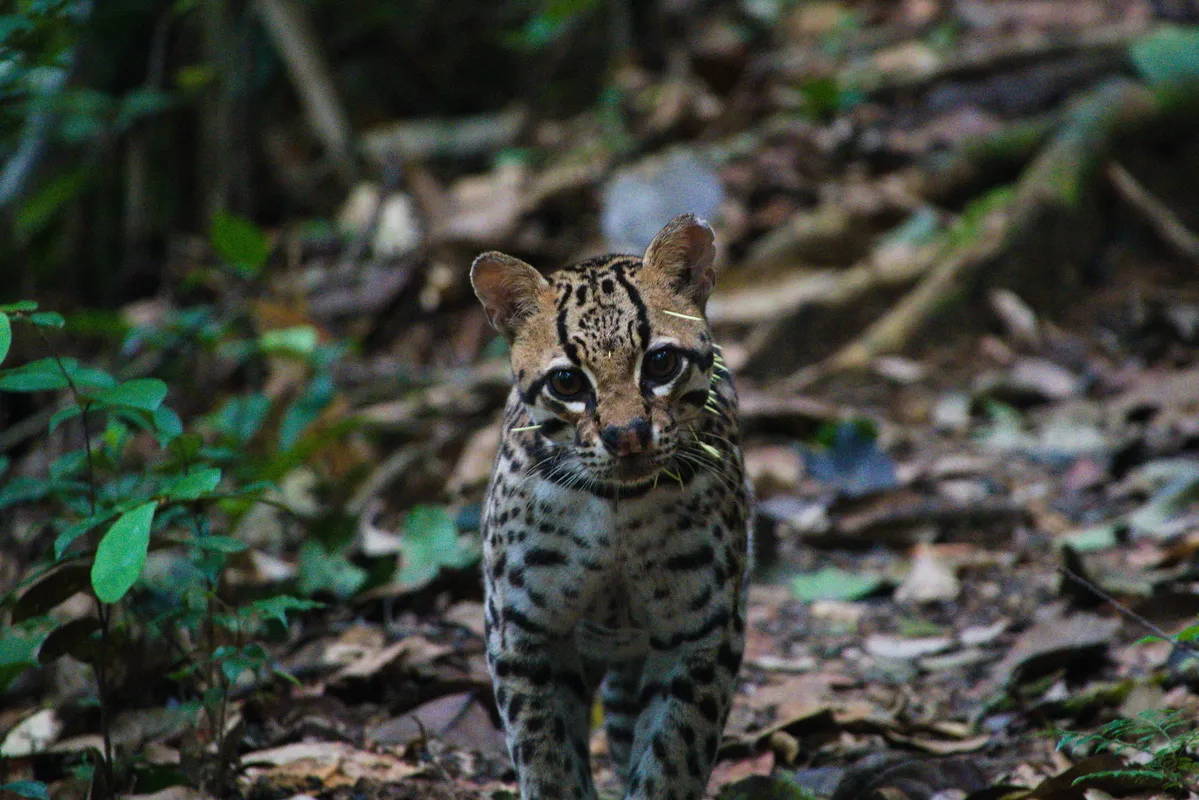 Ocelote fotografiado de noche