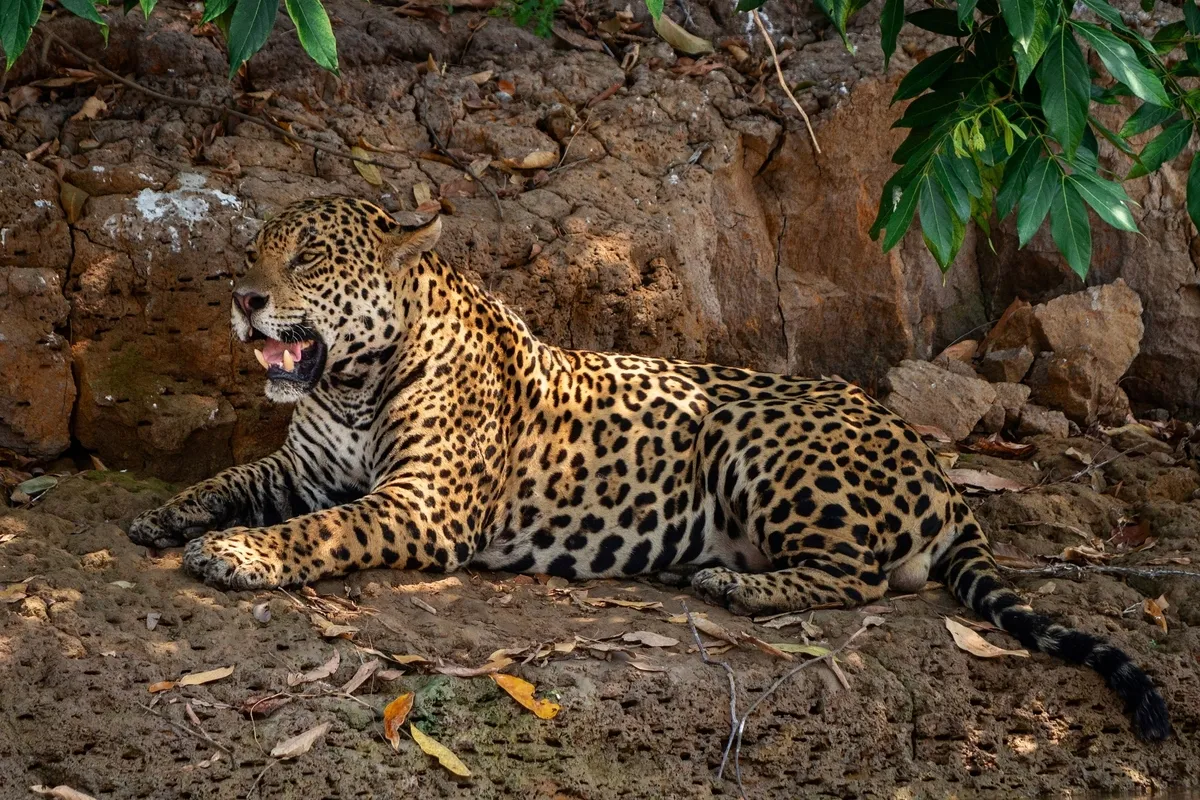Yaguareté descansando