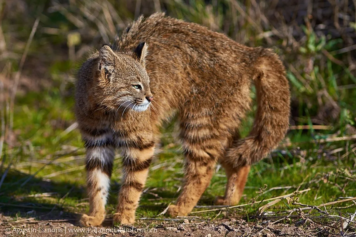 Gato del pajonal entre rocas