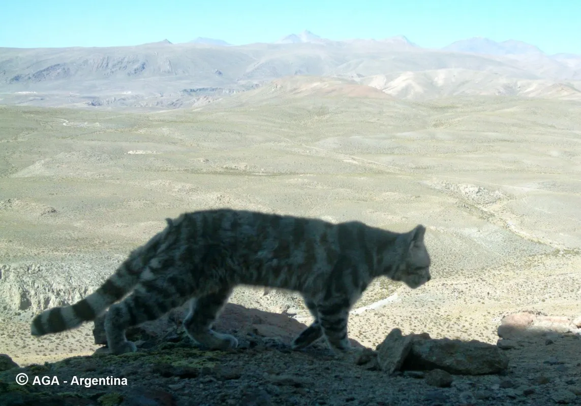 Gato andino en su entorno natural