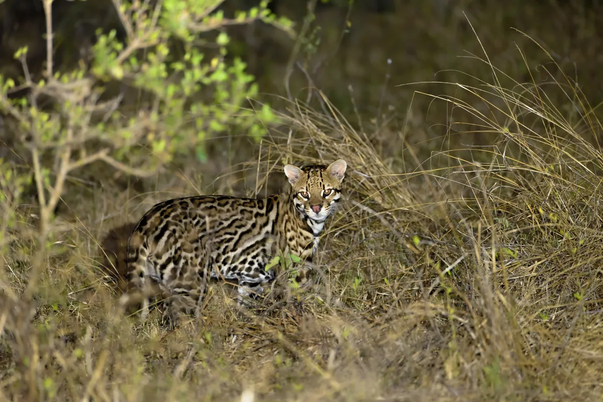 Ocelote en su hábitat
