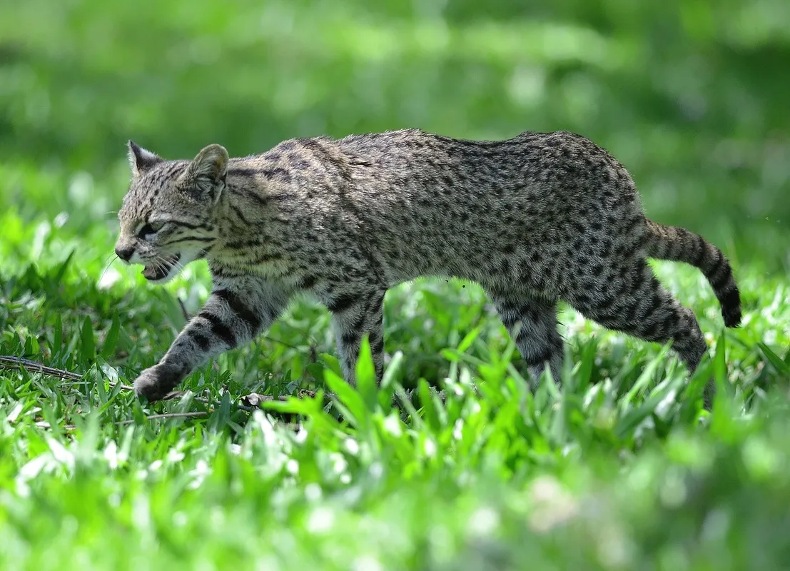 Gato montés
