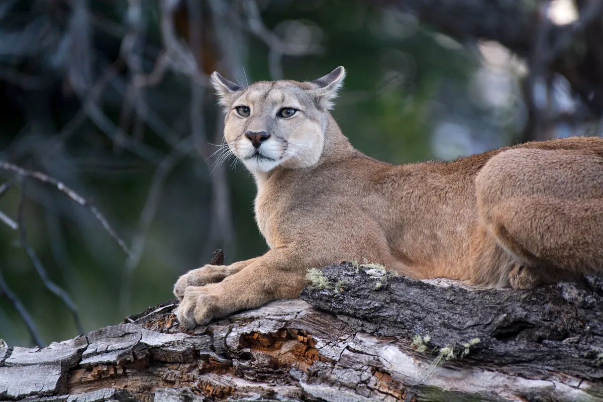 Puma en las rocas