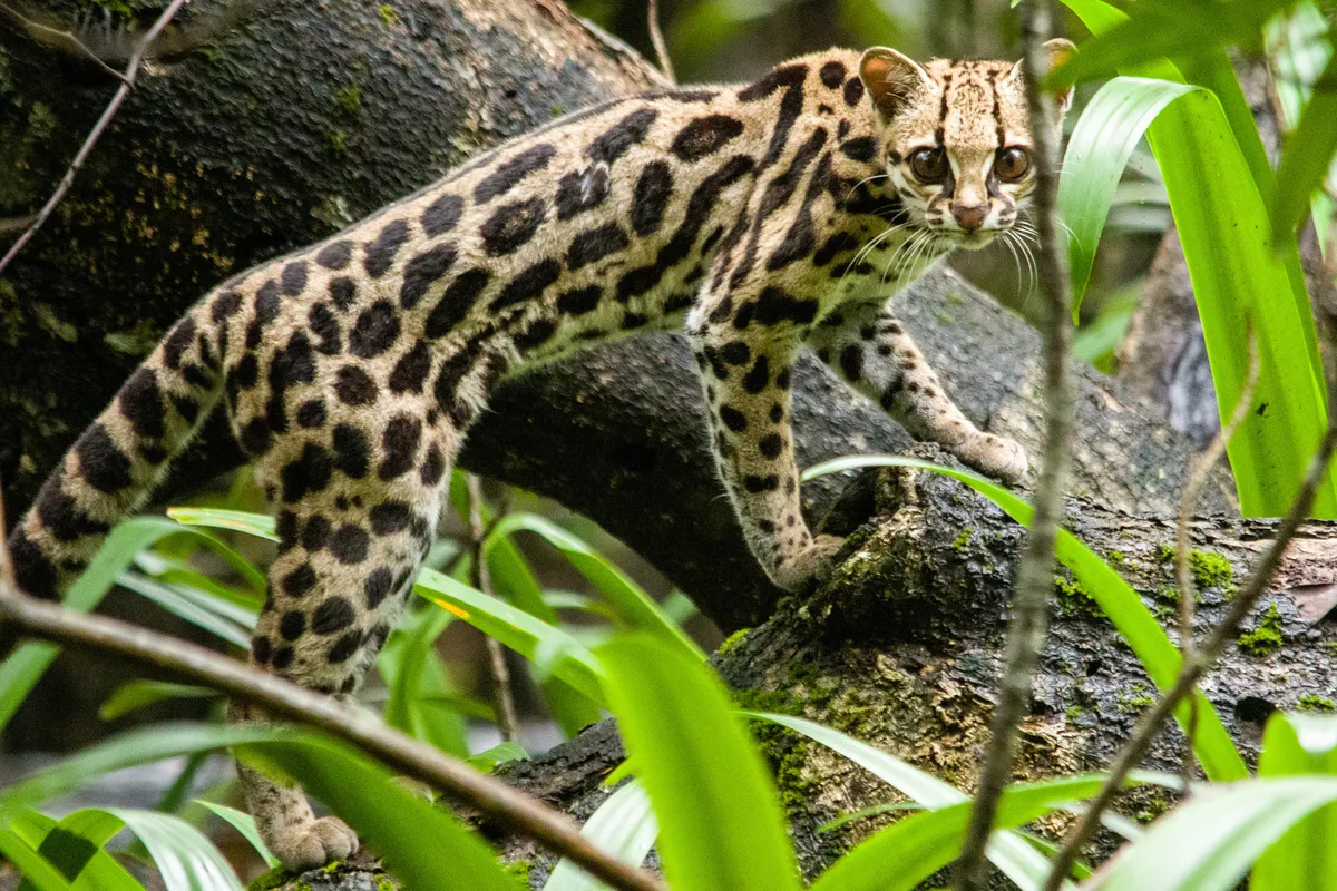 Margay en primer plano