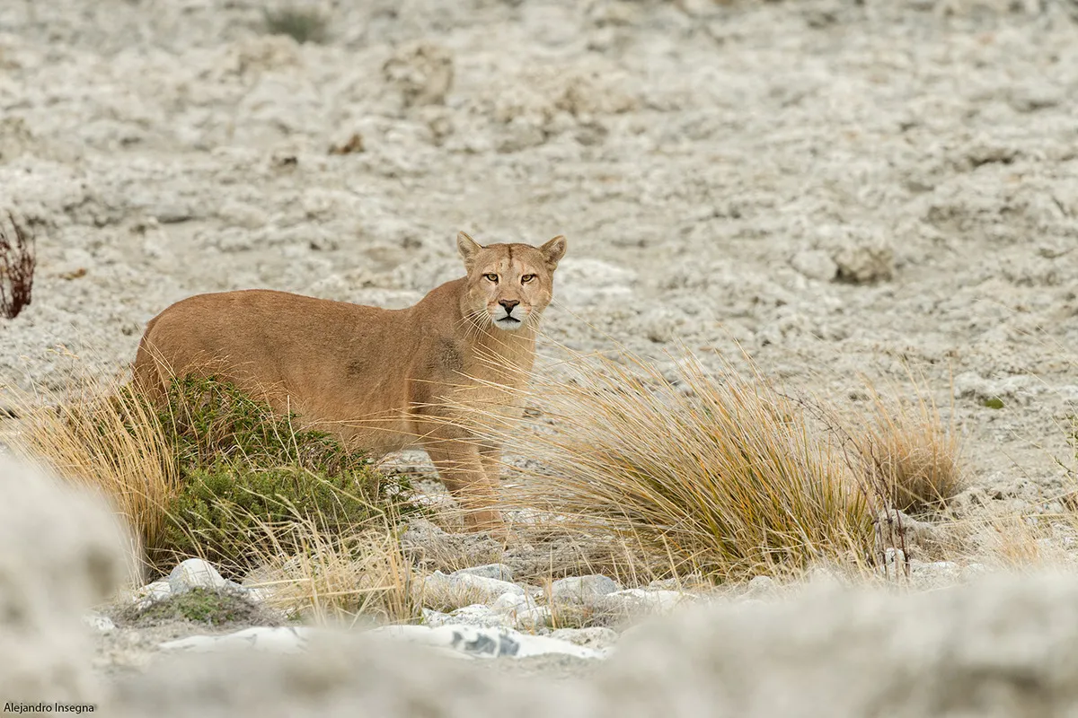 Puma en la cordillera