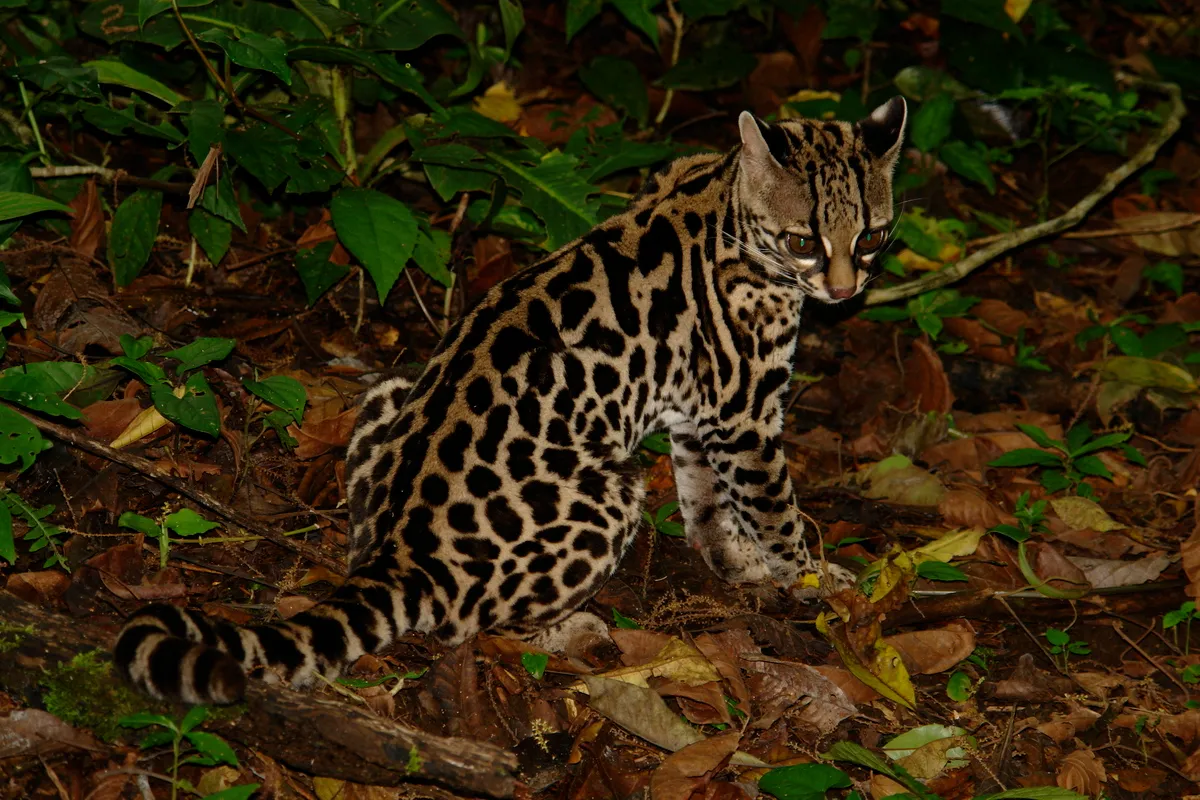 Margay en su hábitat natural