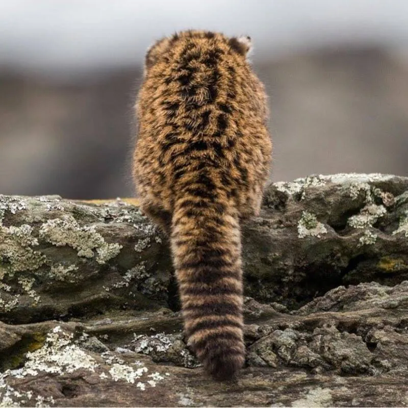 Gato huiña en el bosque patagónico
