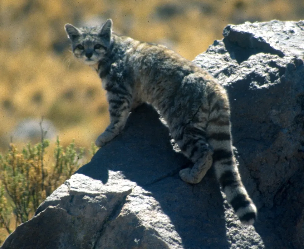 Gato andino en alerta