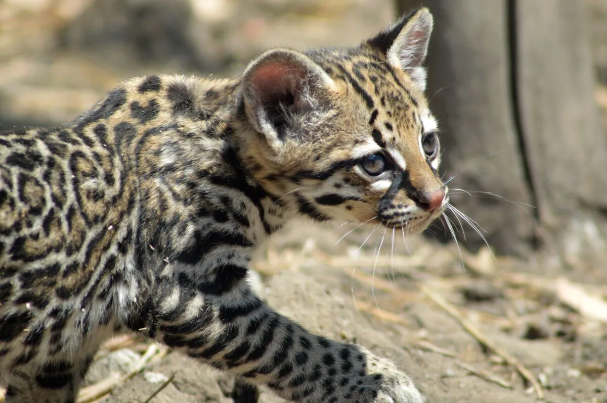 Ocelote en la selva misionera