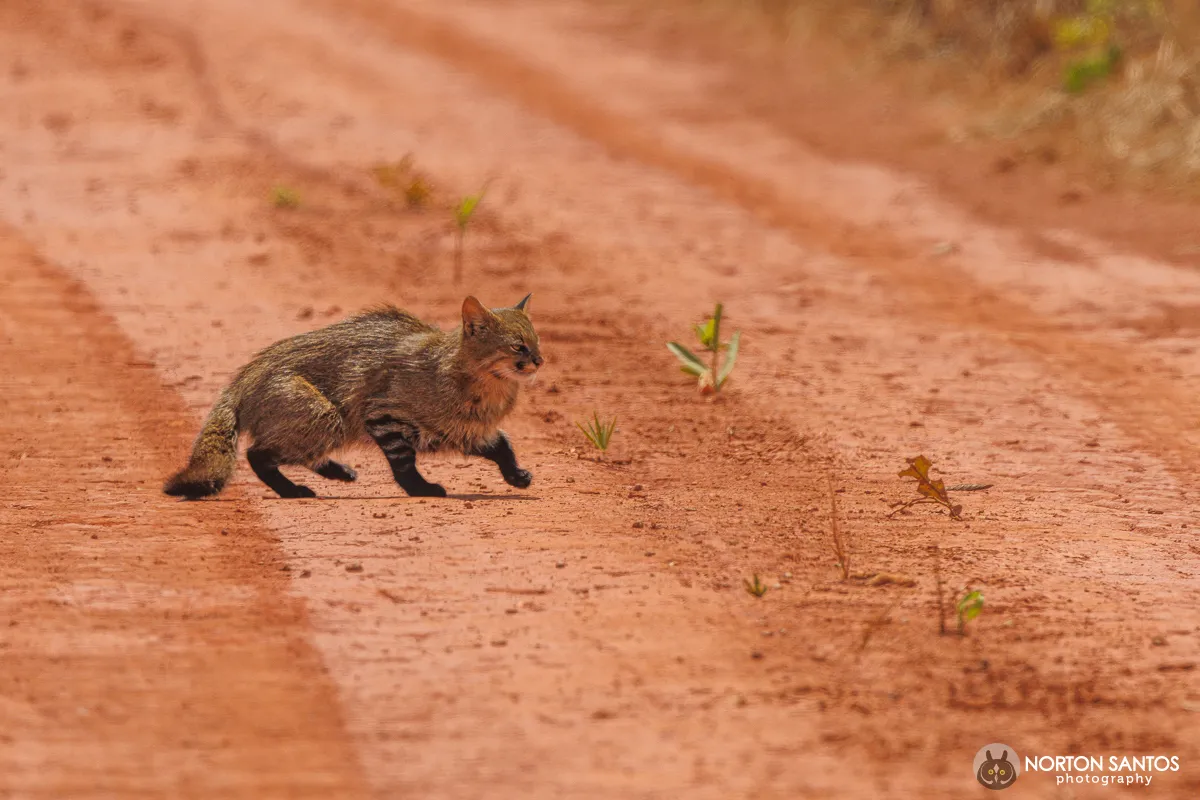 Gato del pajonal fotografiado de noche